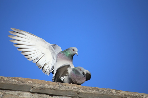 Feral Pigeon