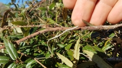 Rubus schmidelioides schmidelioides