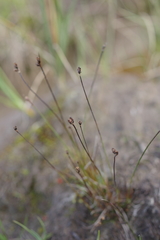 Juncus biglumis