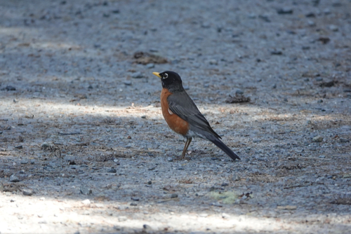 American Robin