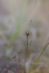 Juncus biglumis