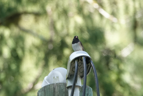 Dark-eyed Junco