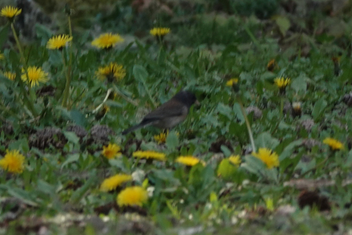 Dark-eyed Junco