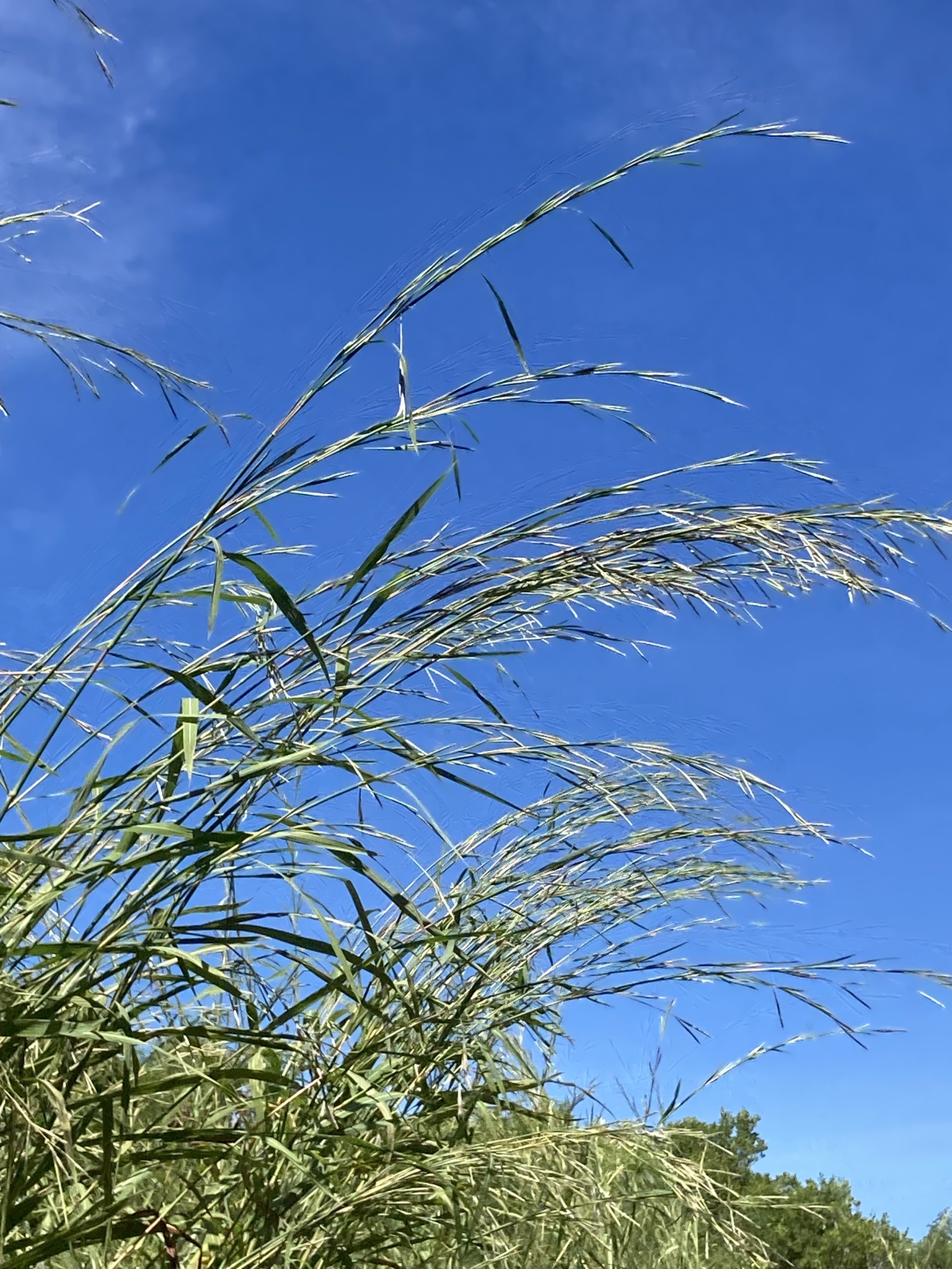 Andropogon gayanus