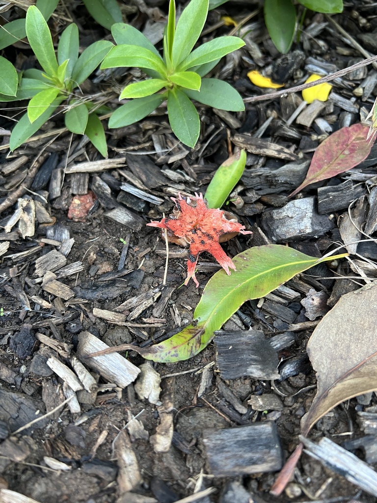 Aseroe rubra · May 2025 · photo: © toby_j_77 (iNaturalist, cc-by)