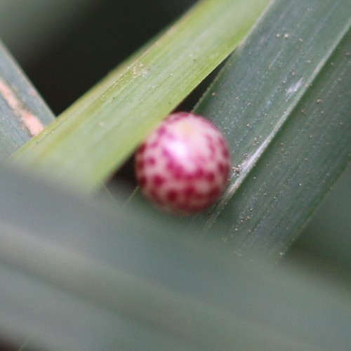 Oyster Gall Wasp