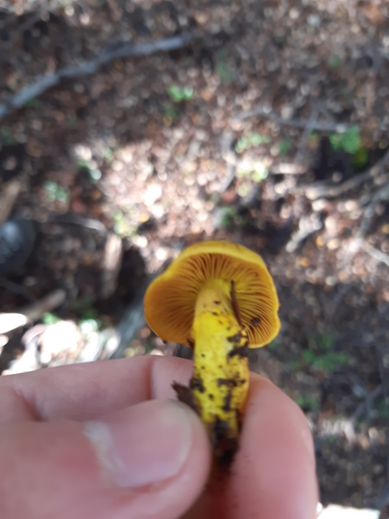 Cortinarius canarius · May 2025 · photo: © georgecox (iNaturalist, cc0)