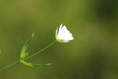 Stellaria ciliatosepala