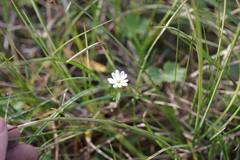 Stellaria ciliatosepala