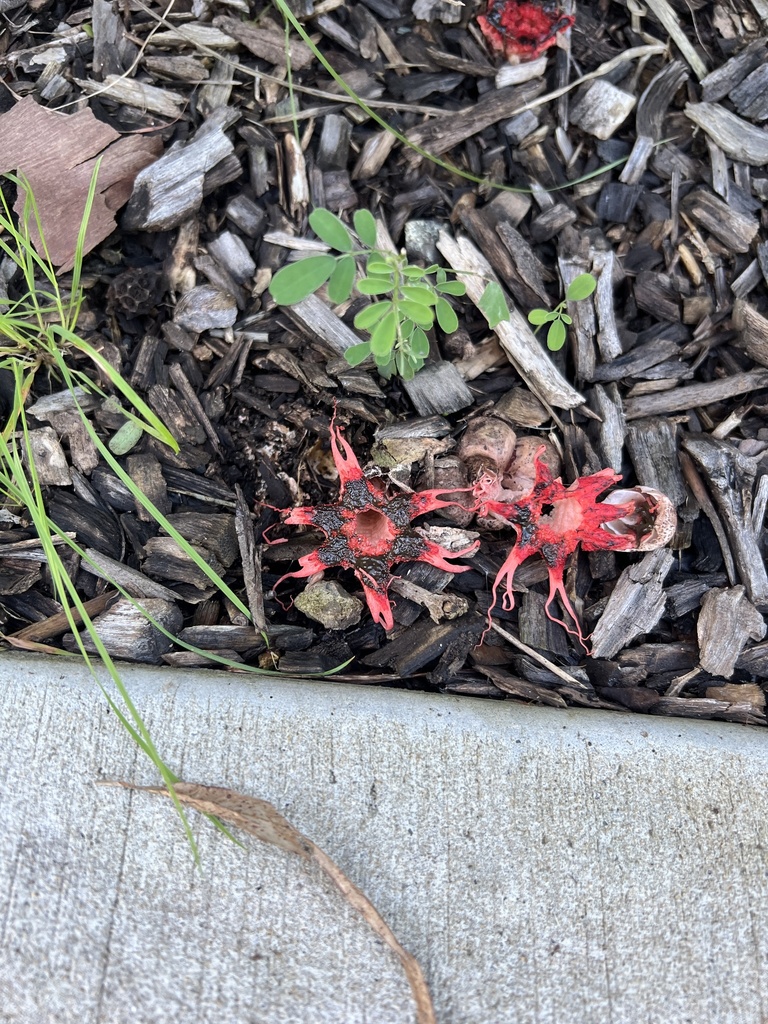 Aseroe rubra · May 2025 · photo: © toby_j_77 (iNaturalist, cc-by)