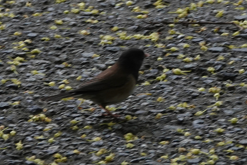 Dark-eyed Junco