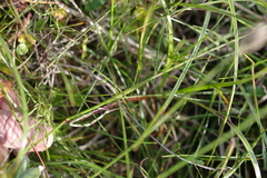 Alopecurus magellanicus