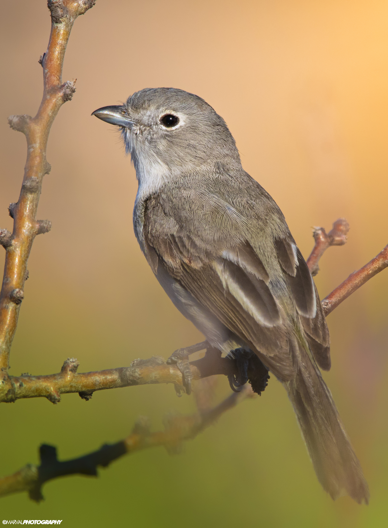 Grey Vireo (Vireo vicinior), photo 8