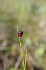 Juncus castaneus