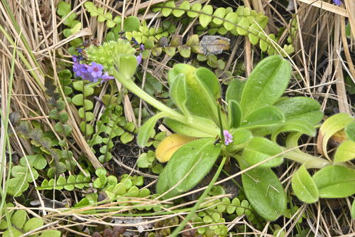 Myosotis capitata, photograph 2