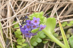 (c) Saryu Mae 前 朝琉, some rights reserved (CC BY) Myosotis capitata, photograph (c) Saryu Mae 前 朝琉, some rights reserved (CC BY)