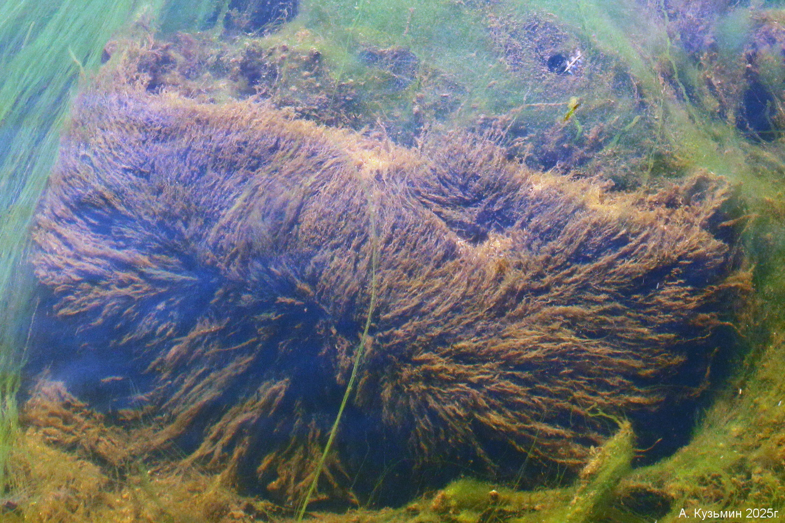 Водоросль 2 Рода Кладофора (Cladophora)