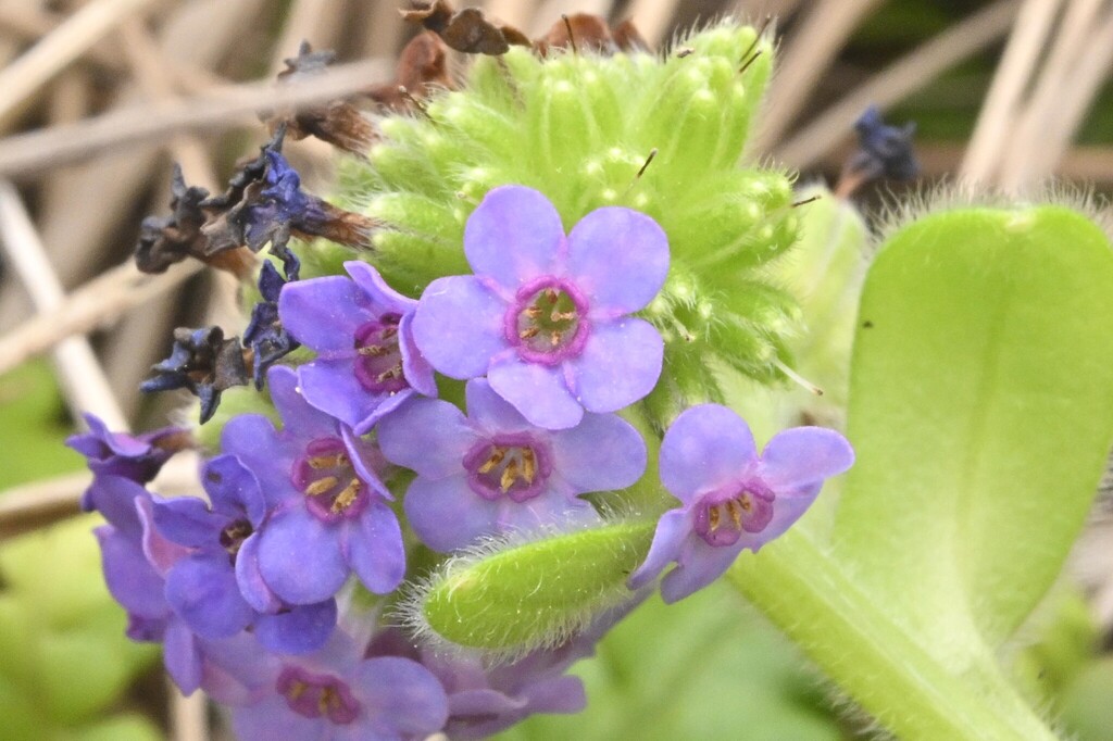 Myosotis capitata; photograph (c) Saryu Mae 前 朝琉, some rights reserved (CC BY)