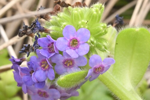 Myosotis capitata, 2025-01-01