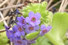 Myosotis capitata