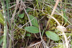 Micranthes hieraciifolia