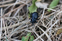 Timarcha goettingensis