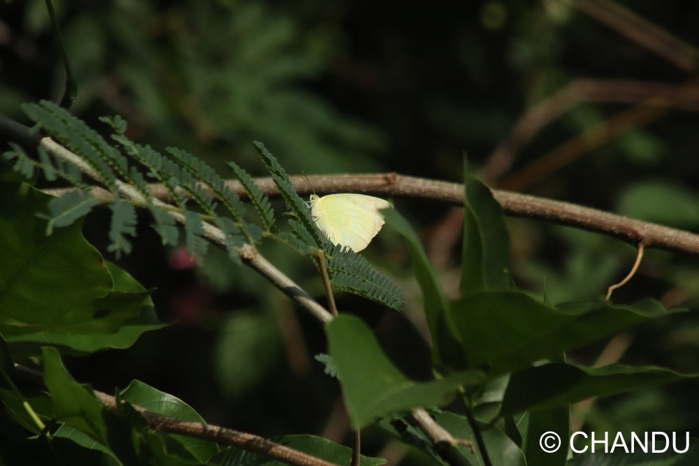 Lemon Emigrant