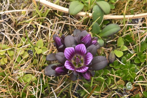 Enderby Island Gentian (Gentianella concinna)