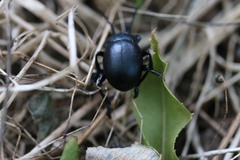Timarcha goettingensis