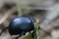 Timarcha goettingensis