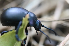 Timarcha goettingensis