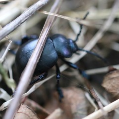 Timarcha goettingensis