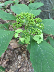 Hydrangea serrata