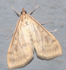 Ostrinia nubilalis