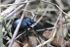 Timarcha goettingensis