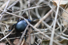 Timarcha goettingensis