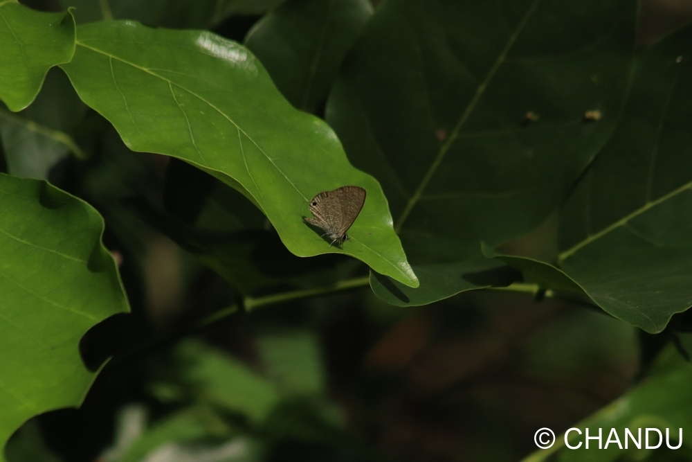 Common Lineblue