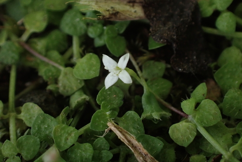 Oldenlandiopsis callitrichoides observed 2025-04-24