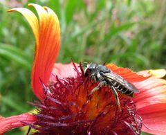 Megachile montivaga