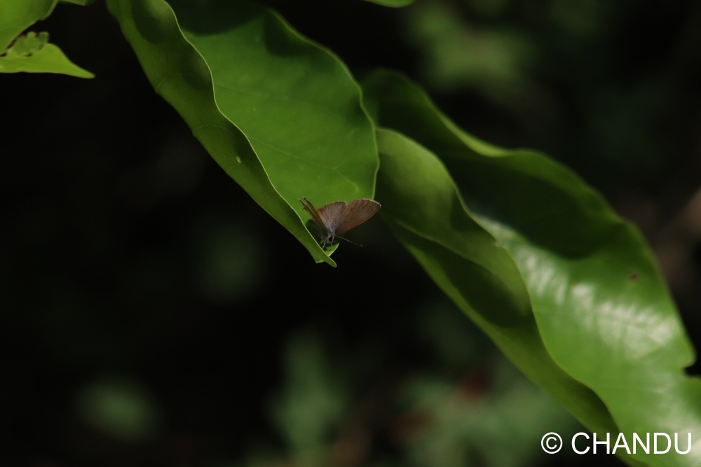 Common Lineblue