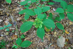 Hydrangea serrata