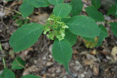 Hydrangea serrata