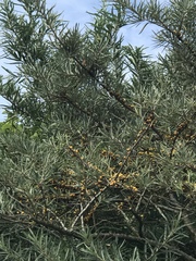 Hippophae
