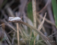 Ponometia candefacta