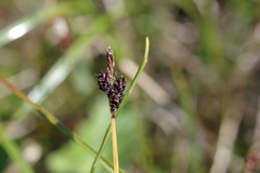 Carex bigelowii arctisibirica