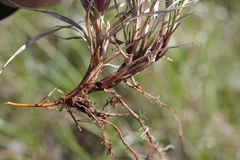 Carex bigelowii arctisibirica