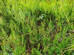 Erica carnea