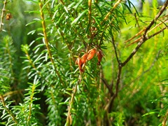 Erica carnea