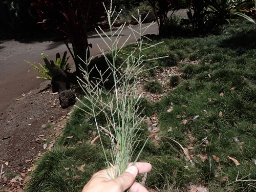 Leptochloa panicea observed 2025-05-04