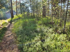 Erica carnea